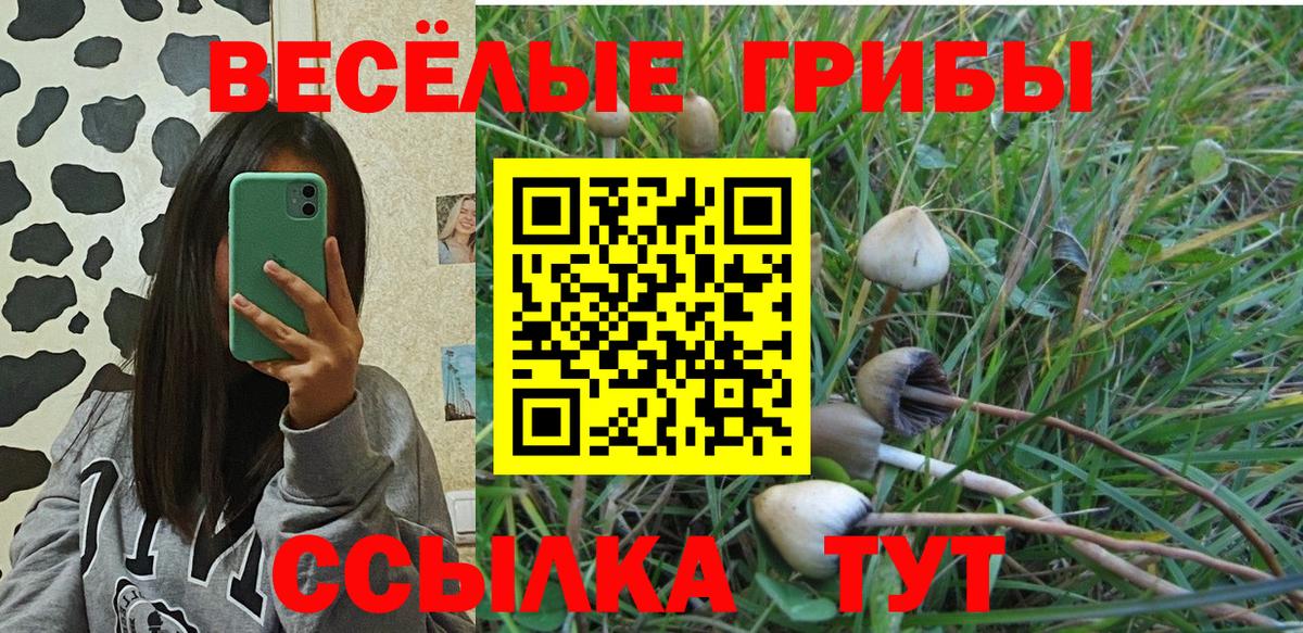 Курчатов  что такое   Вход с VPN  Псилоцибиновые грибы Magic Shrooms 